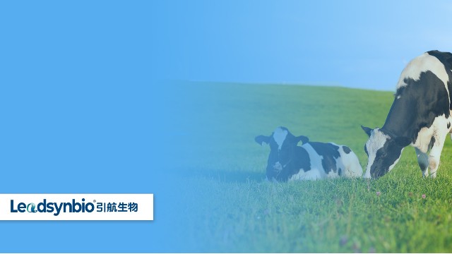 奶牛產(chǎn)后癱瘓怎么辦？研究發(fā)現(xiàn)25-羥基維生素D?對奶牛具有這些作用｜產(chǎn)品科普